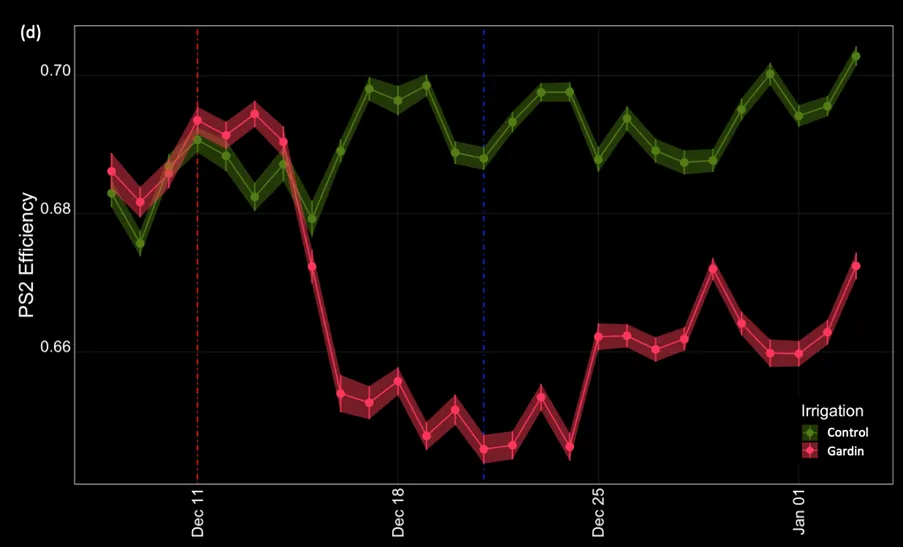 Fig. 2  Close up of plant response to drought as measured by the Gardin sensors. Dashed red line - moment drought stress was initiated; Blue dashed line - moment when Gardin recommendation on irrigation strategy was implemented. Controls maintained roughly stable performance throughout the observed period. Gardin treatment responded to interruption of irrigation within 7 days; photosynthetic performance recovered following intervention.
