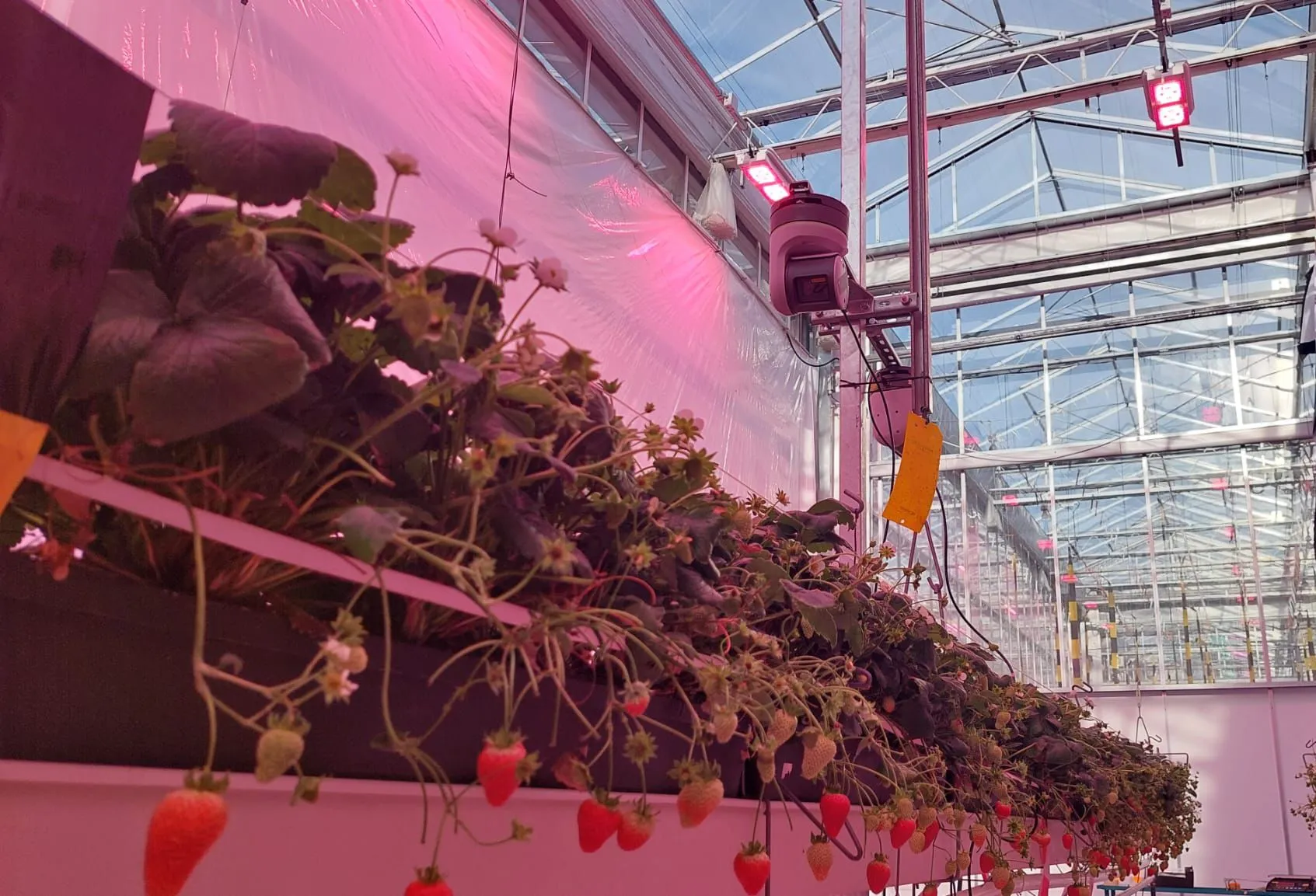 Optimising Strawberry Lighting with Plant Photosynthesis - Gardin, Agrolux & Delphy Improvement Centre