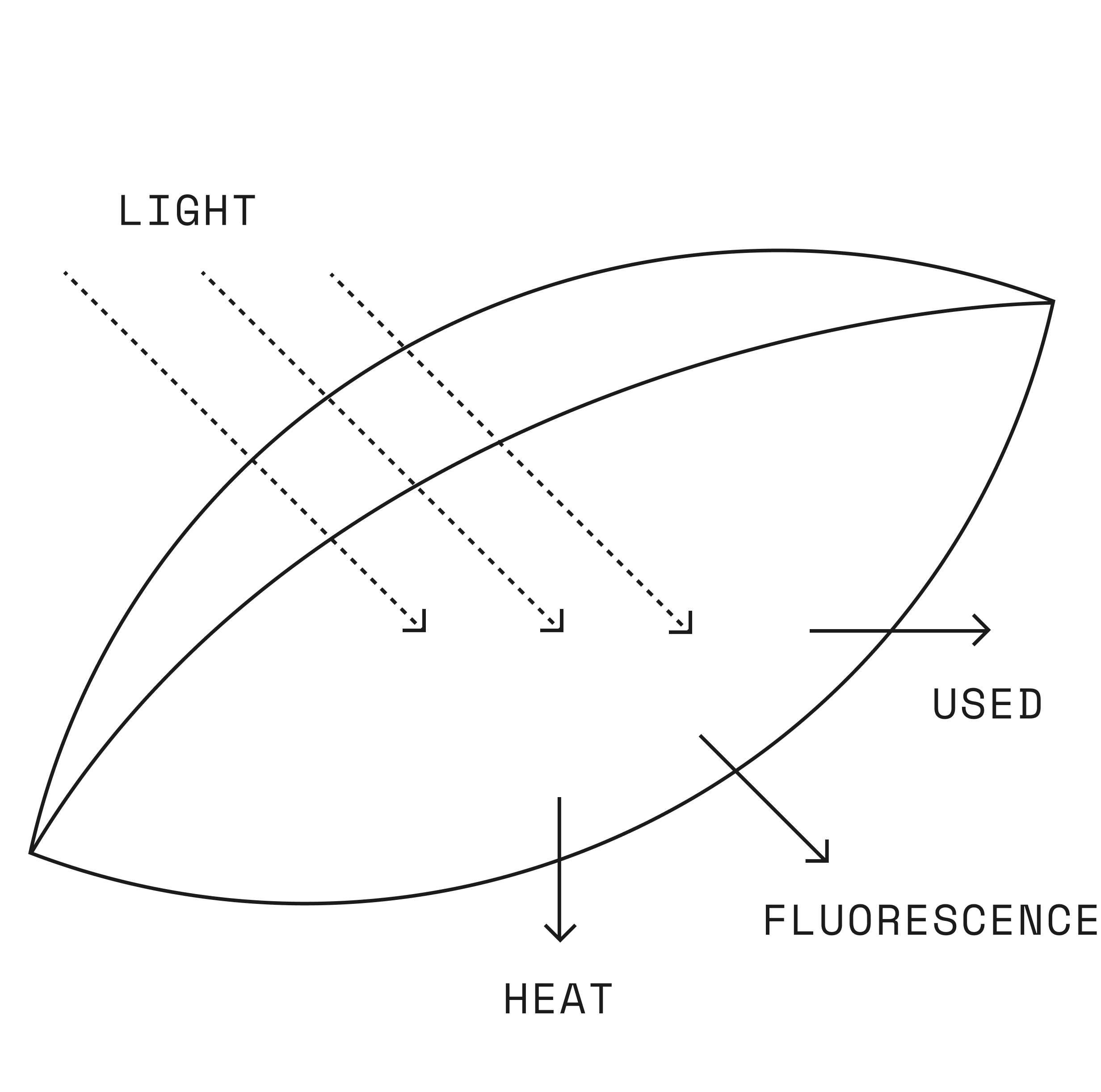 Chlorophyll fluorescence graph showing photosynthetic efficiency
