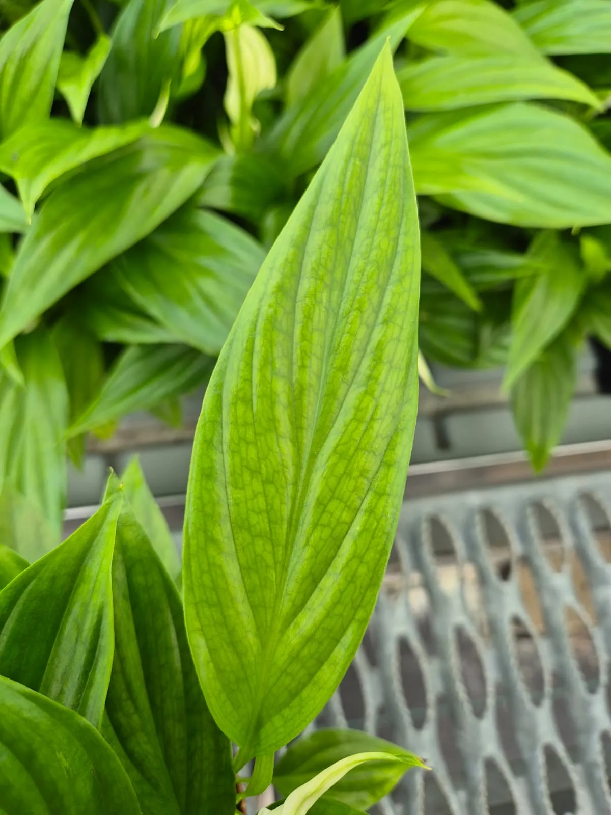 Figure 2b. A stressed leaf in January, showing chlorotic spots and yellowing of the leaf.
