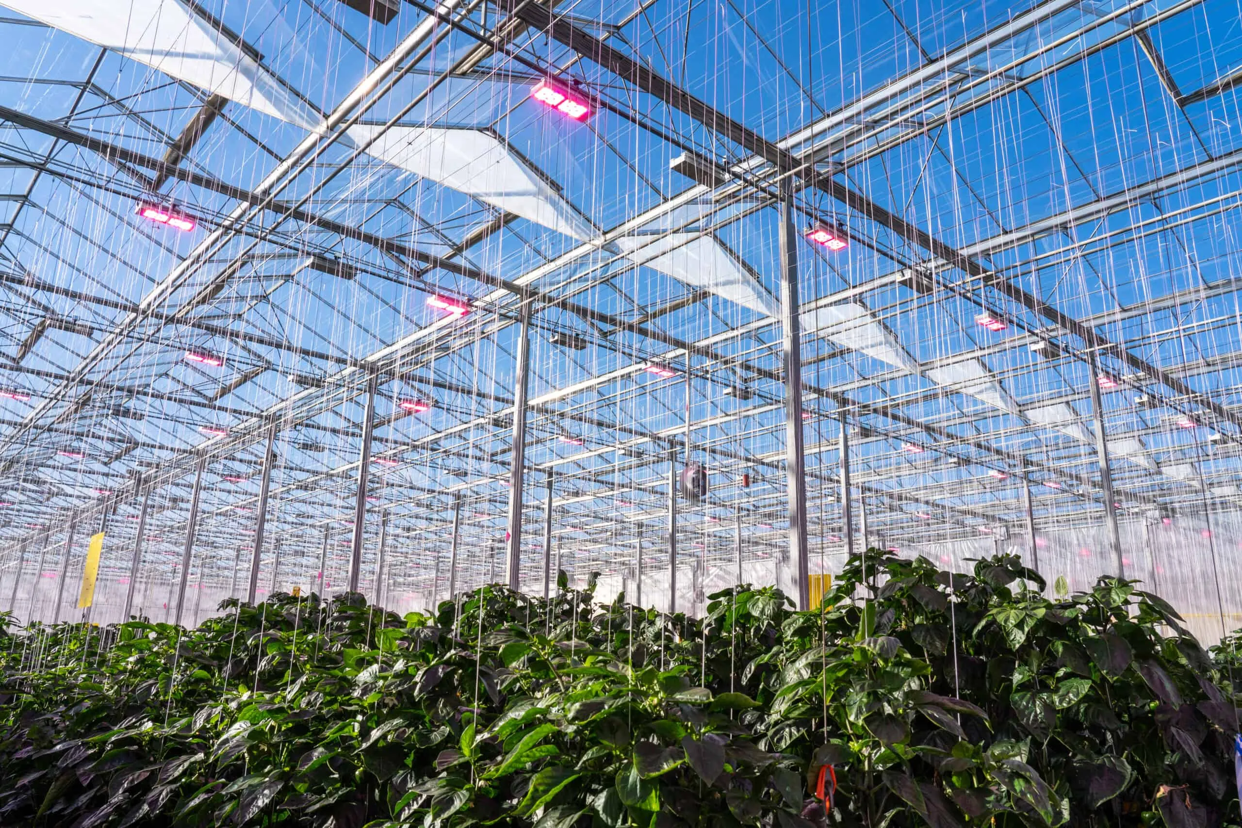 Tackling the challenge of LED optimisation