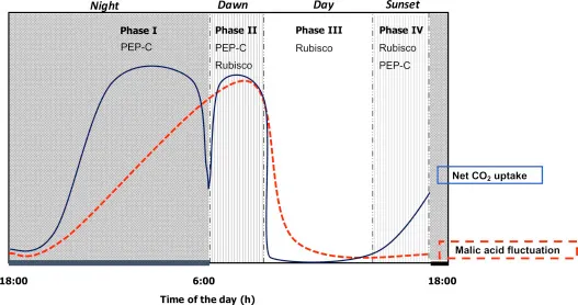 Figure 1. The four phases of CAM photosynthesis over a 24-hour photoperiod.
