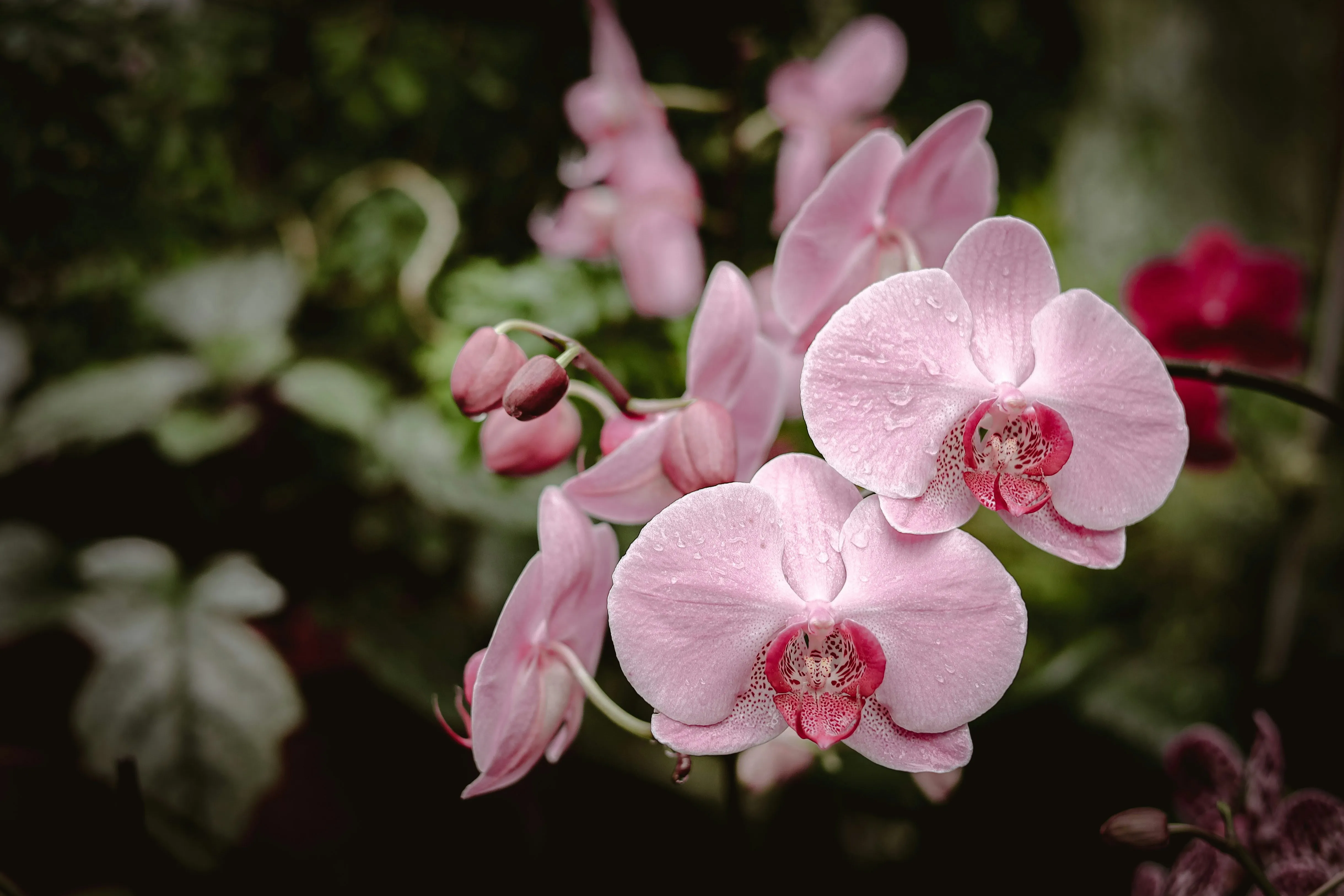 Plant Lighting site photography
